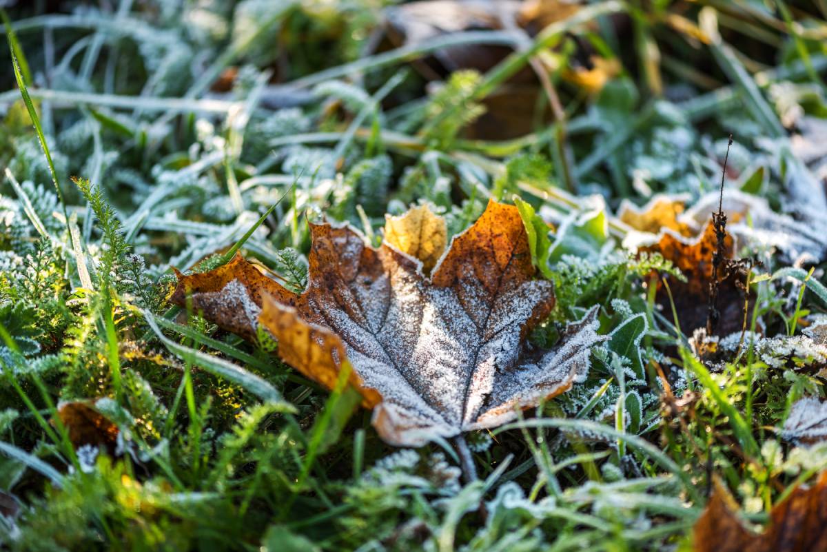 Frosted green lawn with several brown leaves covered in frost near Nicholasville and Lexington, KY
