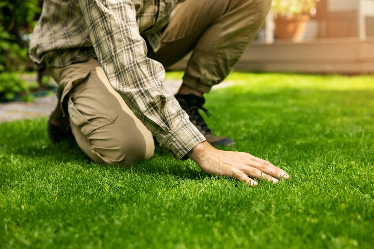 Man in green shirt bending down and touching a healthy front lawn.